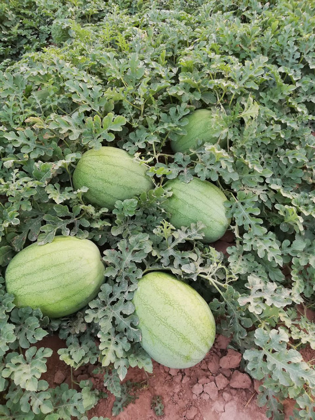 بذر هندوانه PSB 445 (هیبرید)
