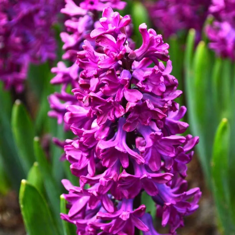 پیاز گل سنبل ارغوانی رقم Purple Sensation
