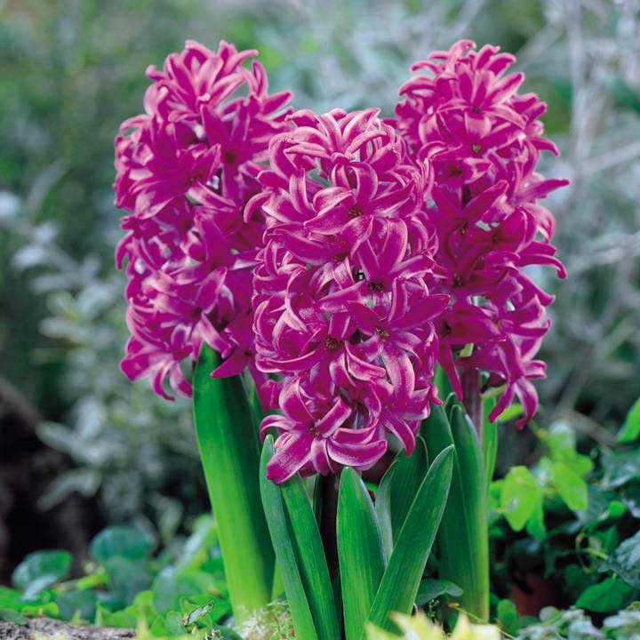 پیاز گل سنبل ارغوانی رقم Purple Sensation