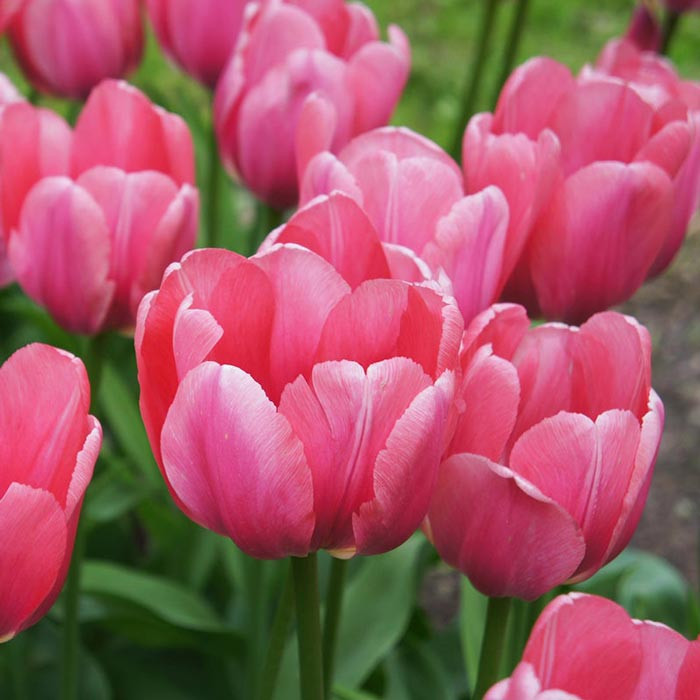 پیاز گل لاله صورتی Jumbo Pink