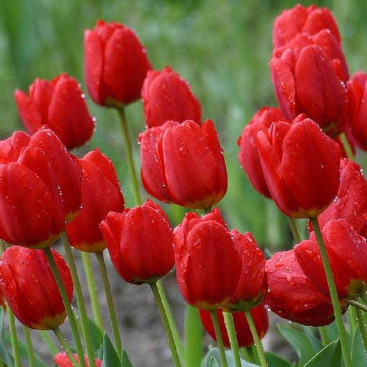 پیاز گل لاله قرمز رقم Red Impression