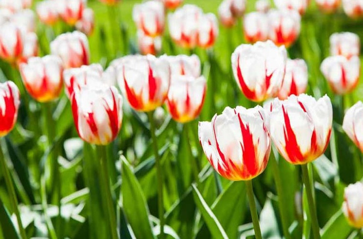 پیاز گل لاله سفید قرمز رقم Happy Generation