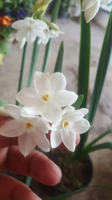 پیاز گل نرگس کاغذی Paper white