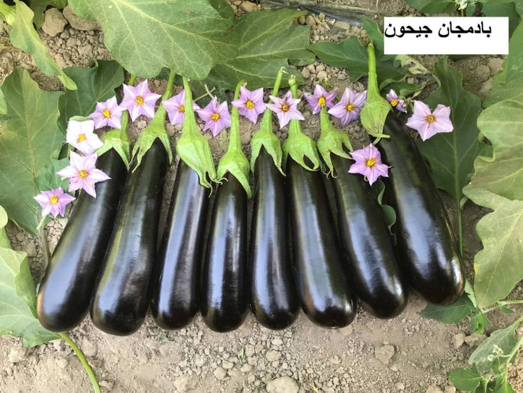 بذر بادمجان جیحون (هیبرید)