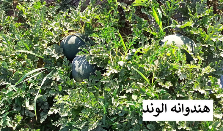 بذر هندوانه الوند (هیبرید)