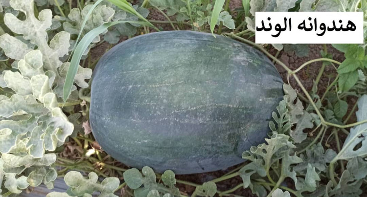 بذر هندوانه الوند (هیبرید)