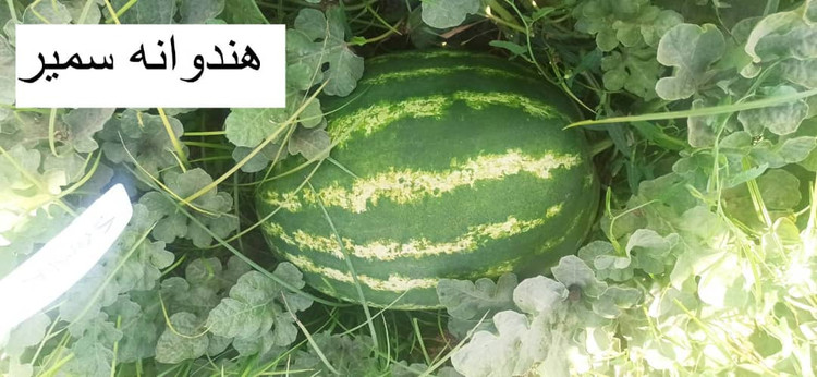 بذر هندوانه سمیر (هیبرید)