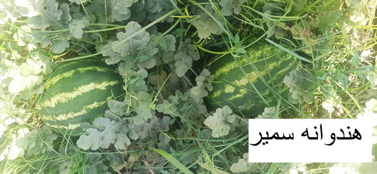 بذر هندوانه سمیر (هیبرید)