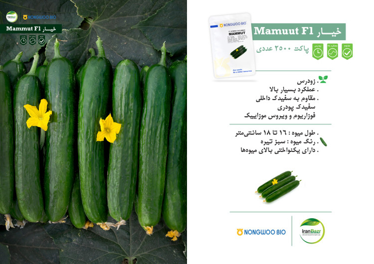 بذر خیار ماموت (هیبرید)