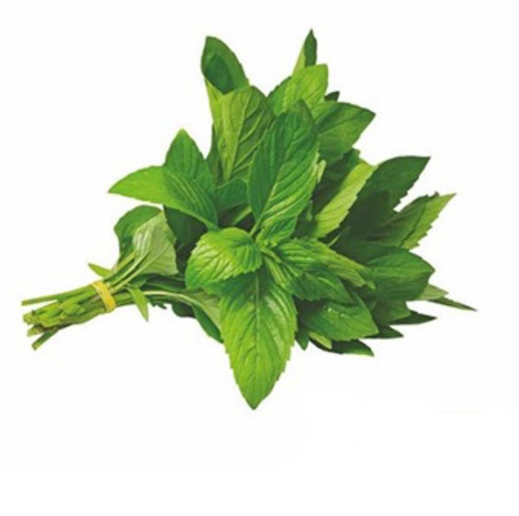 بذر ریحان سبز برگ پهن (فروش عمده)