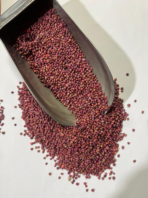 بذر تربچه (فروش عمده)
