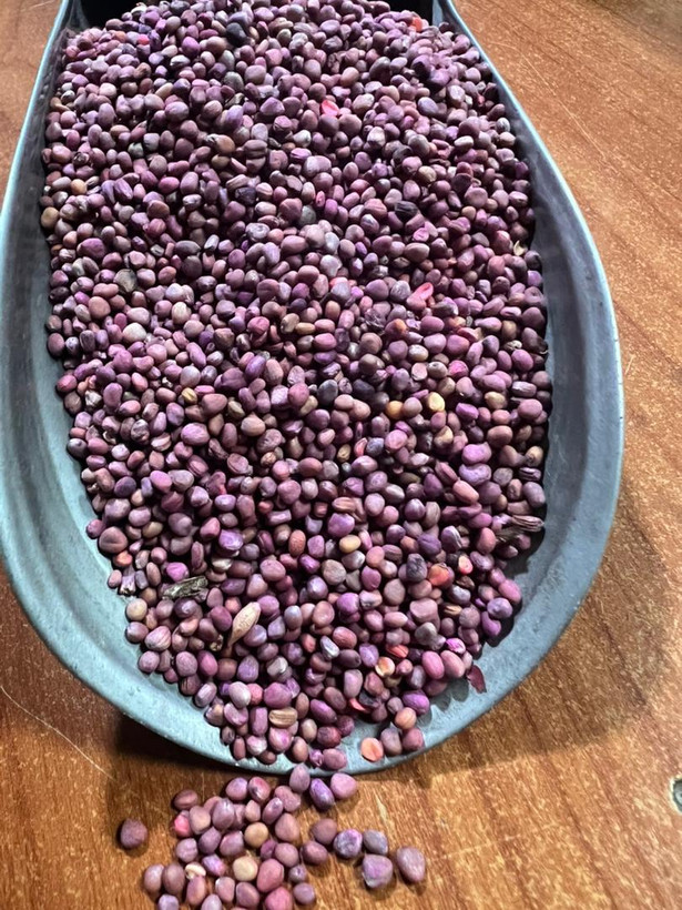 بذر تربچه (فروش عمده)